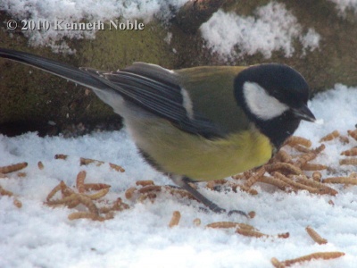 great tit (Parus major) Kenneth Noble